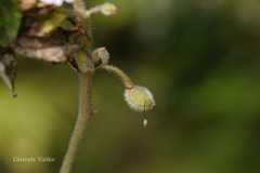 Impatiens scabriuscula